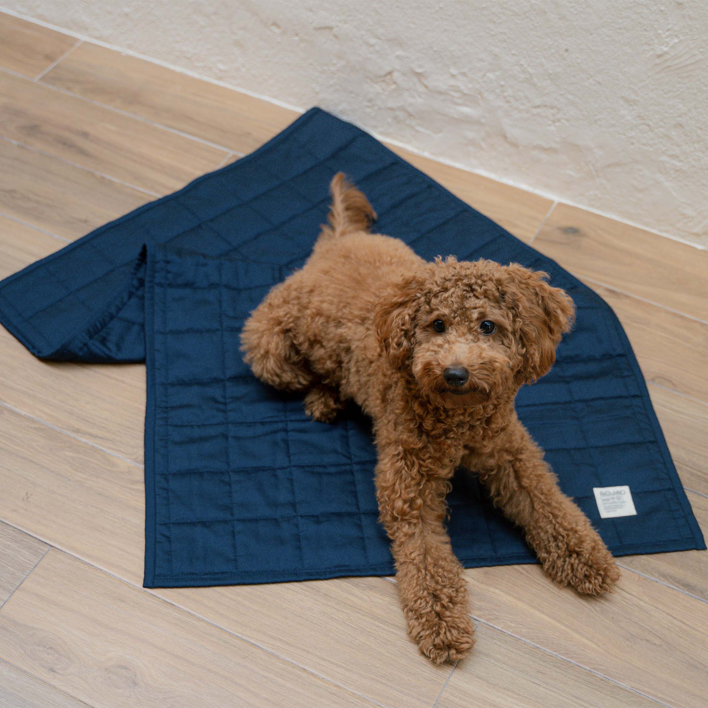 organic-cotton-pet-quilt-in-navy-colour-with-maltipoo-by-sojao