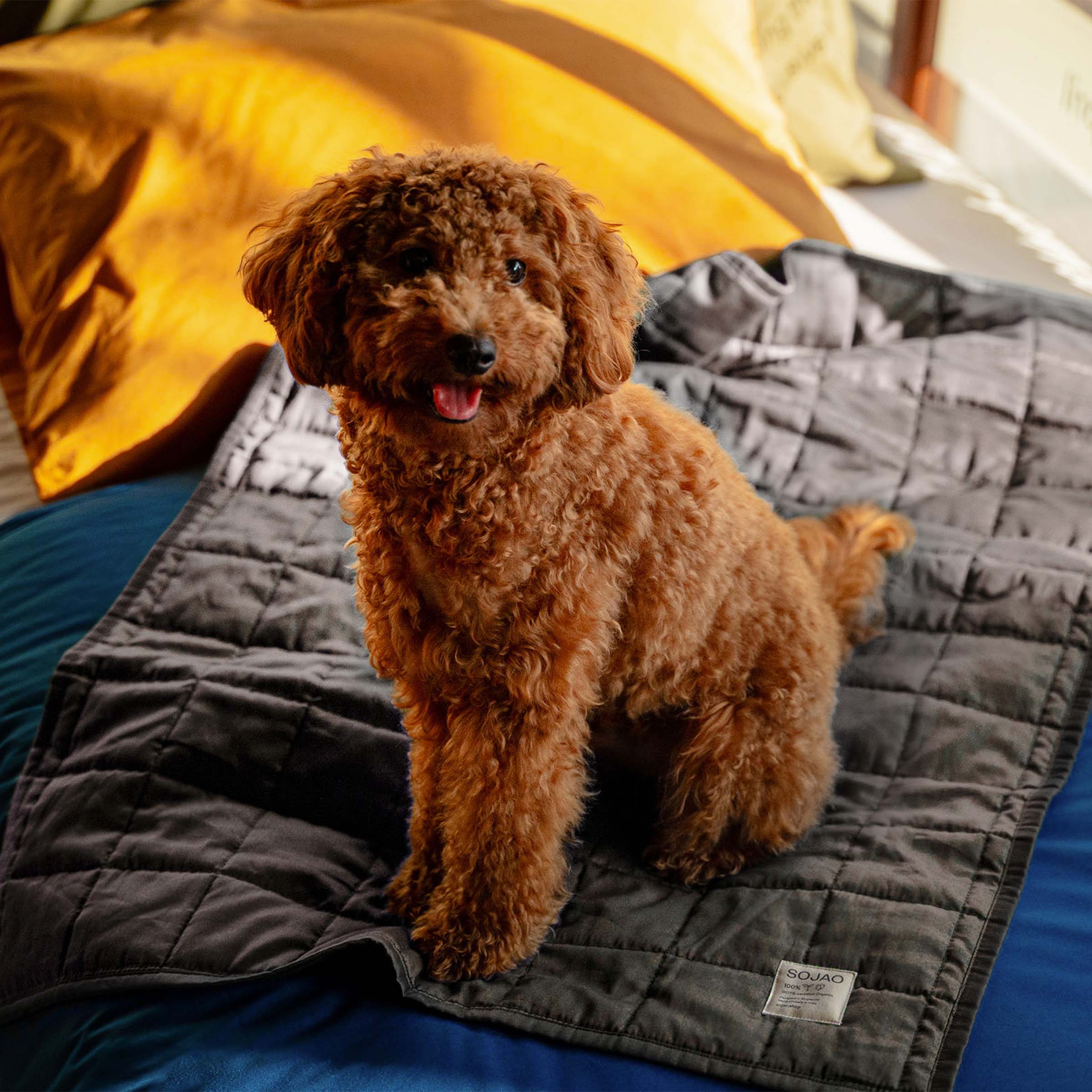 organic-cotton-pet-quilt-in-stone-colour-with-maltipoo-by-sojao